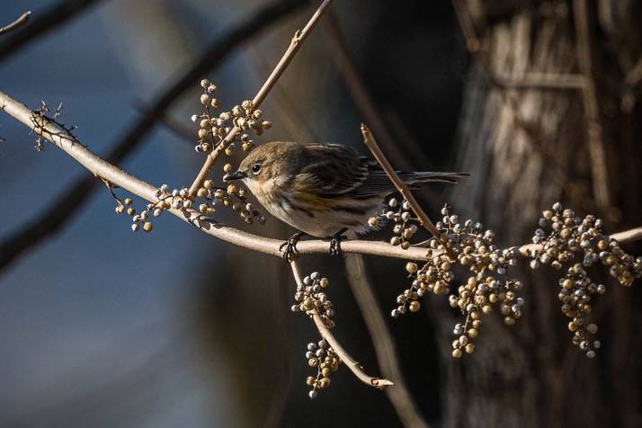 Immature yellow-rumped warbler ♀︎, Green River Lake Dam by sniggie is licensed under CC BY-NC-SA 2.0.